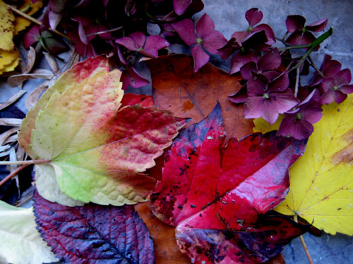 feuilles_multicolorees.jpg